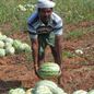 Projekt na pomoc drobným farmářům v Indii je úspěšně u konce