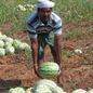 Projekt na pomoc drobným farmářům v Indii je úspěšně u konce Projekt na pomoc drobným farmářům v Indii je úspěšně u konce